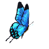 blue butterfly