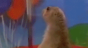 1073026i5owepkvo5.gif