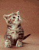 evil cat