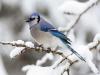 blue bird