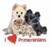 I luve Pomeranians