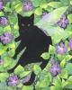 Black Fairy Cat