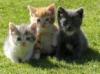 kittens <3