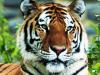 bangle tiger-01