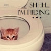 kitten in toilet