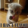I has a Flavor Kitten