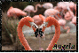 Flamingo's making a heart