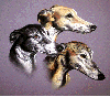 Lovely greyhounds