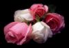 tranda roz
