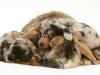 cute dachshund pups laying on rabbit