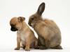 chihuahua and rabbit