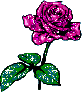 a purple rose