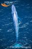 Aerial view of blue whale