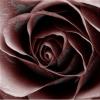 bloody black rose
