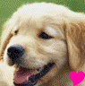 puppy heart