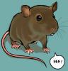 Rat saying Hee