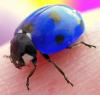 Blue Ladybug