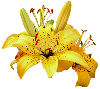 yellow lillies