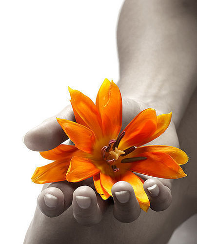 summer flower