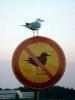 rebellious-seagull