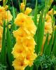 Gladiolus Yellow