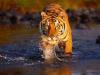 Bengal Tiger in Water