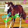 Paint horse love