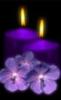 Purple FLowers & candles
