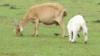 goats - apinger  and coda