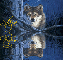 Wolf in the Woods (water reflection)- Steve (name at bottom)