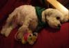maltese dog hugs teddy bear