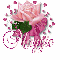 maggie-pink rose