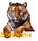 Stephanie-Tiger