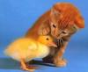Kitten and ducky