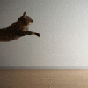 cat bouncing off wall hyper