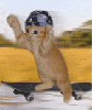 cat skating scateboarding