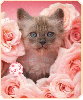 kitty rose