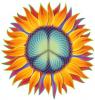 Peace sunflower