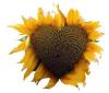 sunflower[heart]