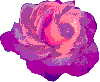 multicolour rose