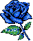 tracy blue rosa
