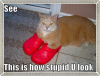 cat wearing shoes