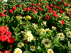 flowers garden