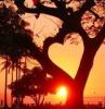 beatufiul heart tree