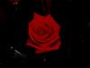 Rose in darkness