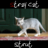 stray cat