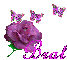 brat rose butterfly 