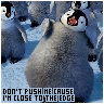 Funny Penguin Avatar