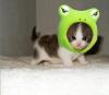 frog-kitty