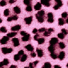 leopard print flash 